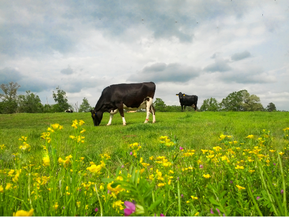 cow in field with yellow flowers and grass